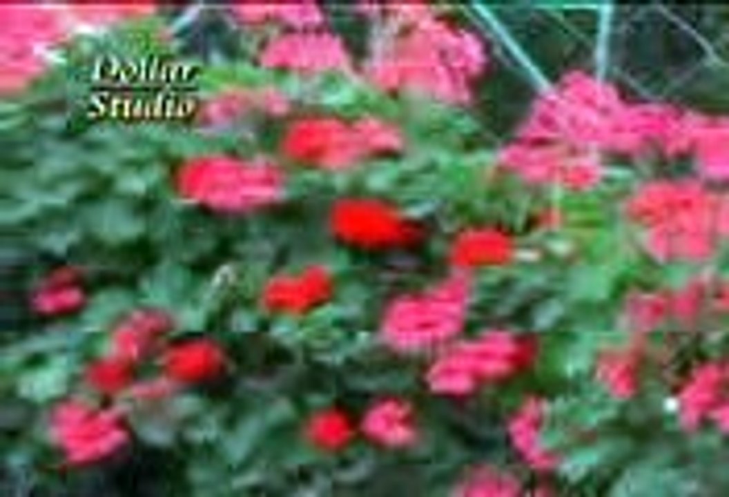 Dil Sada Tor Dita - Naeem Hazara