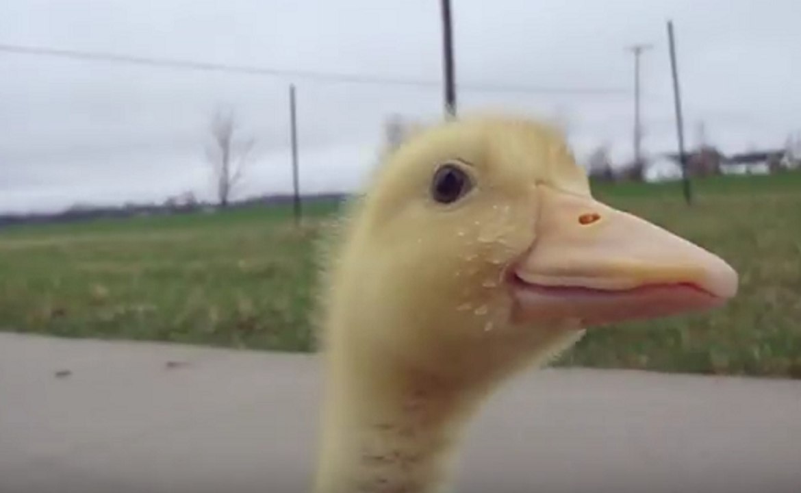 Duck Run