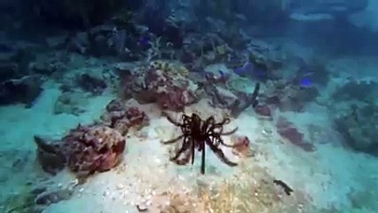 One word for this amazing video please