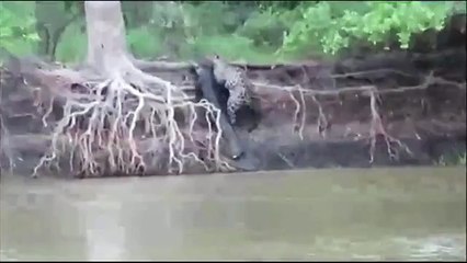 Onça Pintada Captura Jacaré Vivo!