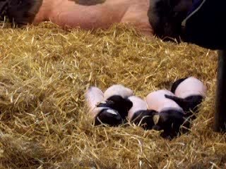 Salon agriculture 2006 saucisson