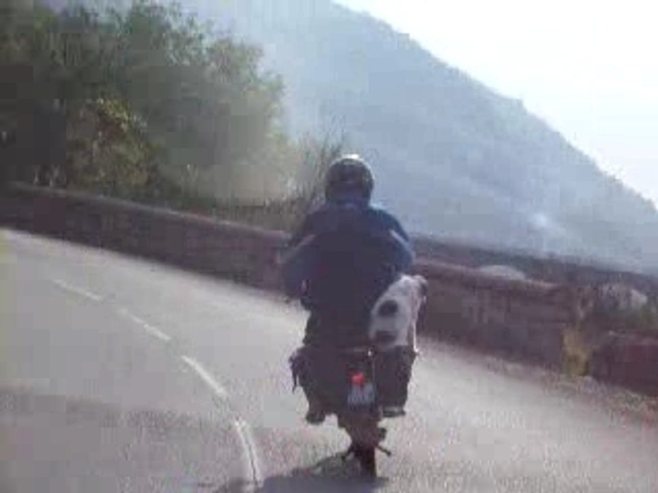 un chien fait de la mob; attention au virage!!!