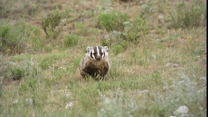 A Badger and a Coyote Hunting Together