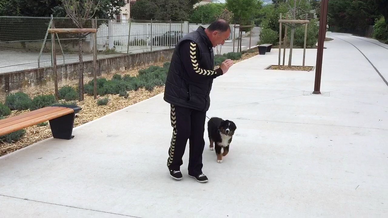 L'éducation du chiot  la ciotat 13600 par toutoucool13