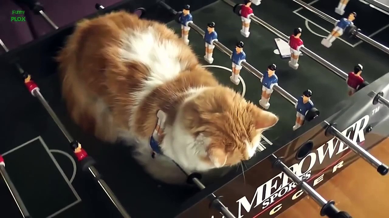 ✪✪✪ Funny Cats Sleeping in Weird Positions Compilation 2014