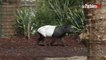 Paris : un tapir malais, nouveau venu à la ménagerie du Jardin des Plantes
