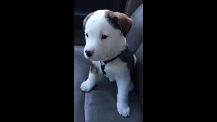 Puppies Learning Things For The First Time
