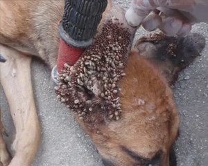 Как правильно вытащить клеща самостоятельно у человека или животного