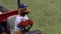 Cachorro ganha uniforme e rouba a cena em jogo de beisebol