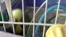 talking green budgie bird