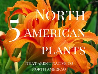 5 North American Plants