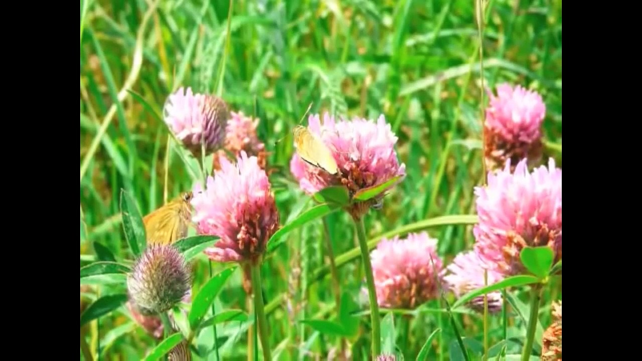 HOW CAN WE HANG ON TO A  DREAM    TIM HARDIN