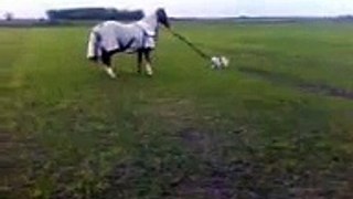 Dog attempting to lead horse! :)