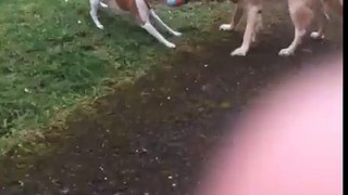 DOG FIGHT!!!!! (Gone wrong) (sexual) (blood violence) (police called)