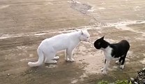funy Bruce Lee Cat Funny vedio Dailymotion