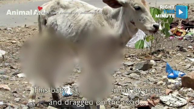 Deer Rescued From Fence & Cow Nursed to Health After Hit-and-Run