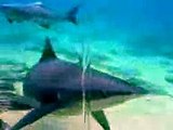 Shark Infested Fishing Paradise