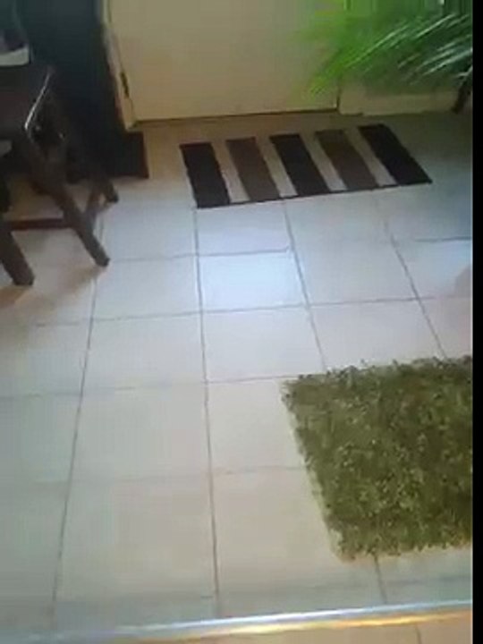 Max and the "Cucumber Imposter"