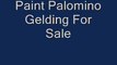 Palomino Paint Gelding For Sale