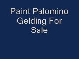 Palomino Paint Gelding For Sale