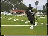 Eventer/Dressage Horse for Sale - Australia