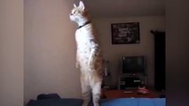 Dancing queen- Real life 'Garfield' cat dances for his owner