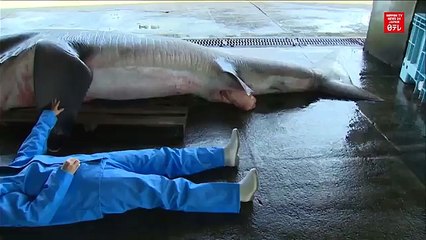 Extremely rare megamouth shark caught off coast of Japan