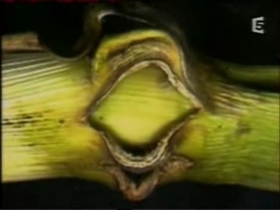 Reportage ARTE crop circles partie 3...