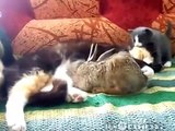 Cat Adopts Baby Bunny Кошка приняла крольчонка funny animals