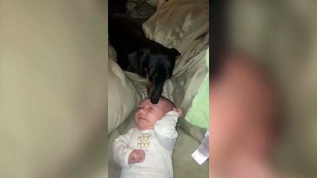 Dog licks peanut butter off babys head.