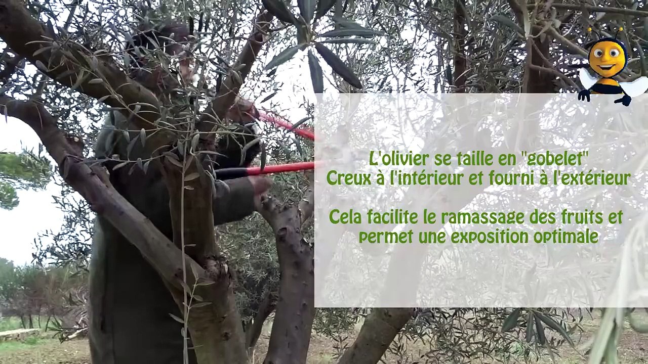 SETE -2016 - BASSIN DE THAU - VERT DEMAIN - La taille des oliviers, un arbuste méditerranéen... - Jardiner autour de Thau