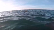Awesome Close Encounter In A Kayak With A Basking Shark