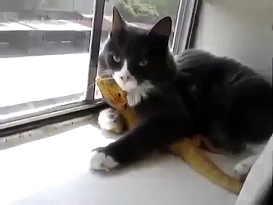Дружба кота і ящірки