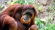 OrangUtan Tiere Animals Natur SelMcKenzie Selzer-McKenzie