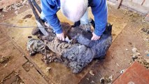 Sheep Shearing using a dog leash electric cord retraction
