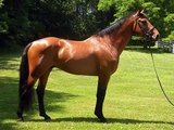 Irish Draught Horse Horse | Horse Picture Collection