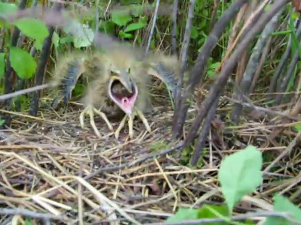 Un bébé oiseau pas commode...
