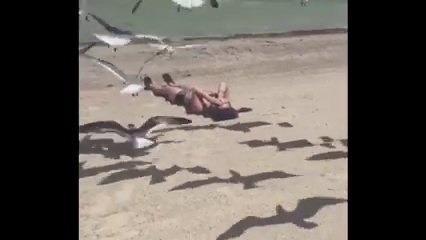 Télécharger la video: Une femme attaquée par des mouettes sur la plage... Elle l'a cherché