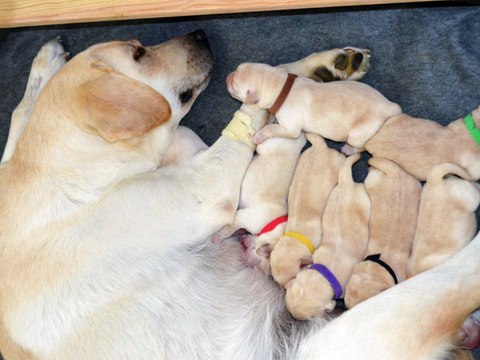 Elevage de l'Etang des Vignerons -LANCELOT & LA BELLE LEGENDE