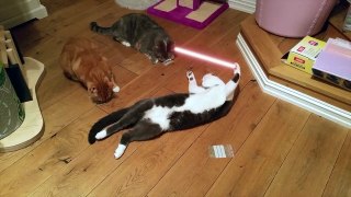 Jedi Cats - Jedi Cats Best Of Trailer - Jedi Kitte