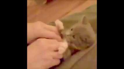 Funny Cats - Funny Animals - Funny Moments - Funny Cat Vines