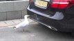 Seagull Picks Fight With Itself