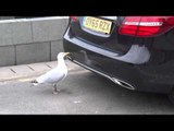 Seagull Picks Fight With Itself