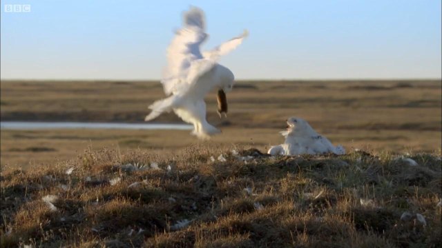 Owl Vs Wolf - Super Powered Owls