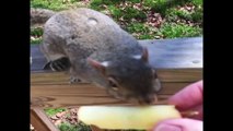 ♥ Squirrel is eating an apple. Funny Squirrel Video. Squirrels cute face