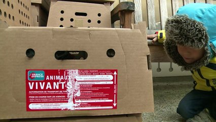 Adopte une poule, "poubelle à plumes" pour citadins