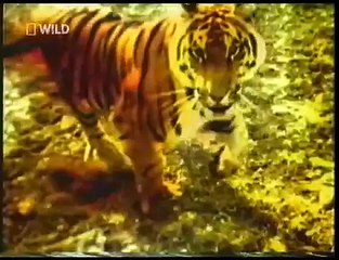 Animals world video ♥ Tigers  the most powerful and biggest pure predators of all