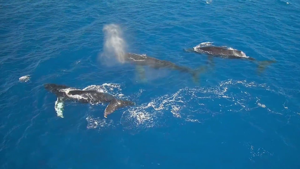 Superbes baleines à bosses filmées d'un Drone à Hawaï