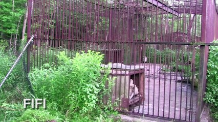 cette ourse a été emprisonnée pendant 30 ans, regardez-la lorsqu'elle est libérée !