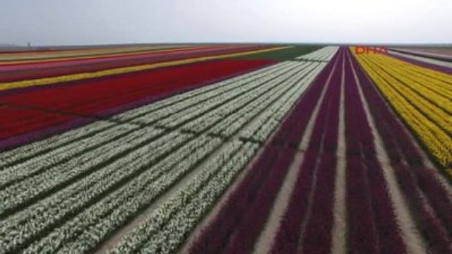 Konya 300 Dekarlık Lale Tarlası Fotoğraf Tutkunlarının Akınına Uğruyor